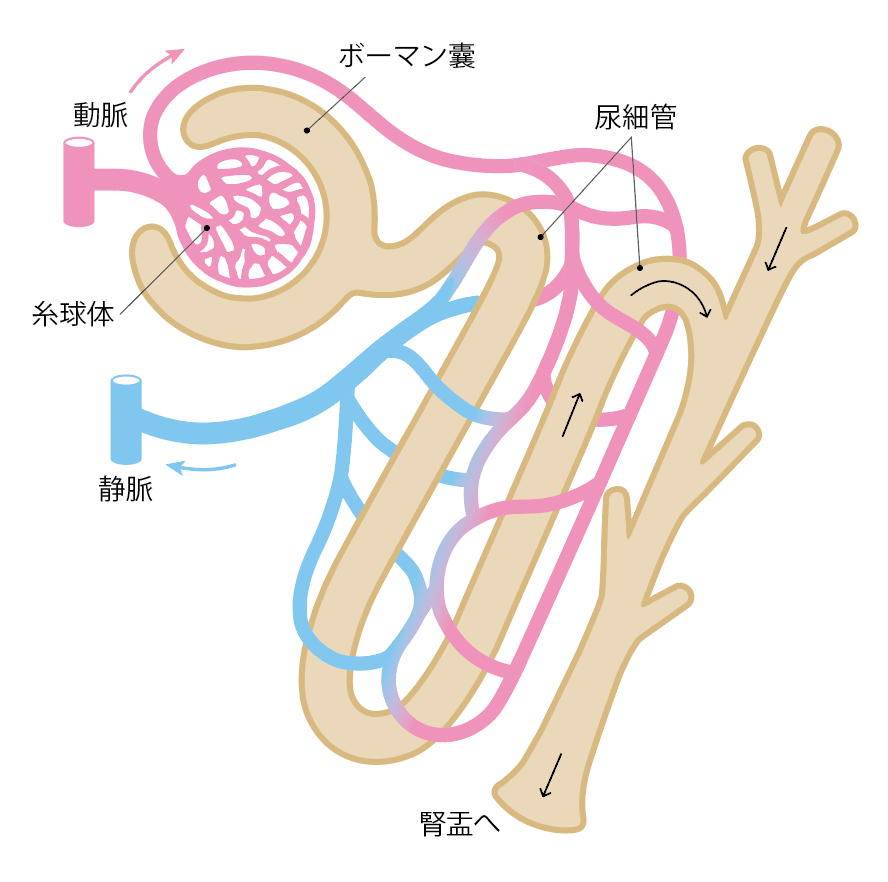 腎臓拡大図